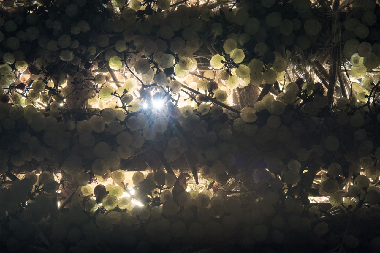 Vignoble Technique Vin de paille VDP-0019